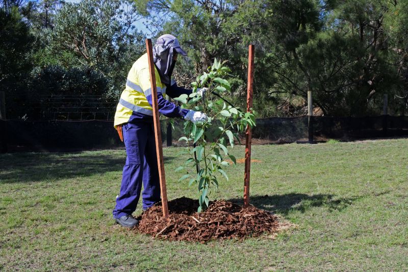 Pear Tree Planting in Honolulu, HI