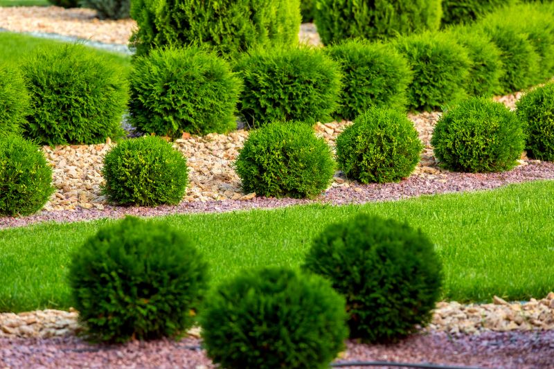 Privacy Shrub Installation in Honolulu, HI
