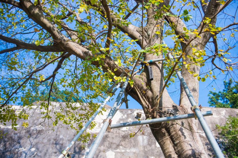 Tree Cabling Service in Reno, NV