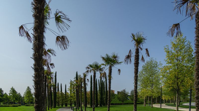 Tree Landscaping in Ventura County, CA