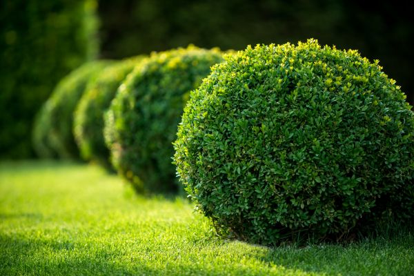 Bush Landscaping Service